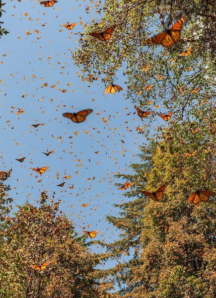 Masses of monarch butterflies in Flight-Cerro Pelon monarch butterfly reserve-Michoacan-Mexico